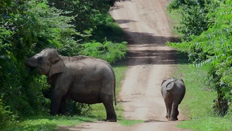 the asiatic elephants are endangered species and they are also residents of thailand