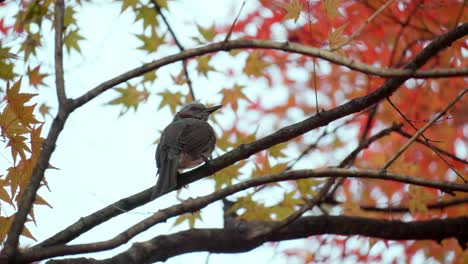 Bulbul-Asiático-De-Orejas-Marrones,-Pájaro-Bulbul-De-Orejas-Castañas-Posado-En-La-Rama-De-Un-árbol-De-Arce