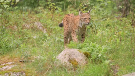 the eurasian lynx (lynx lynx) in the forest.