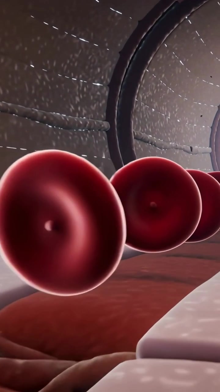 Video verticale: Telecamera in movimento che segue i globuli rossi che scorrono all'interno di un vaso, mostrando un flusso continuo