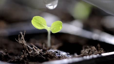 pequeñas plántulas de plantas verdes han sido regadas y crecen en macetas de plástico en imágenes de video de stock de invernadero