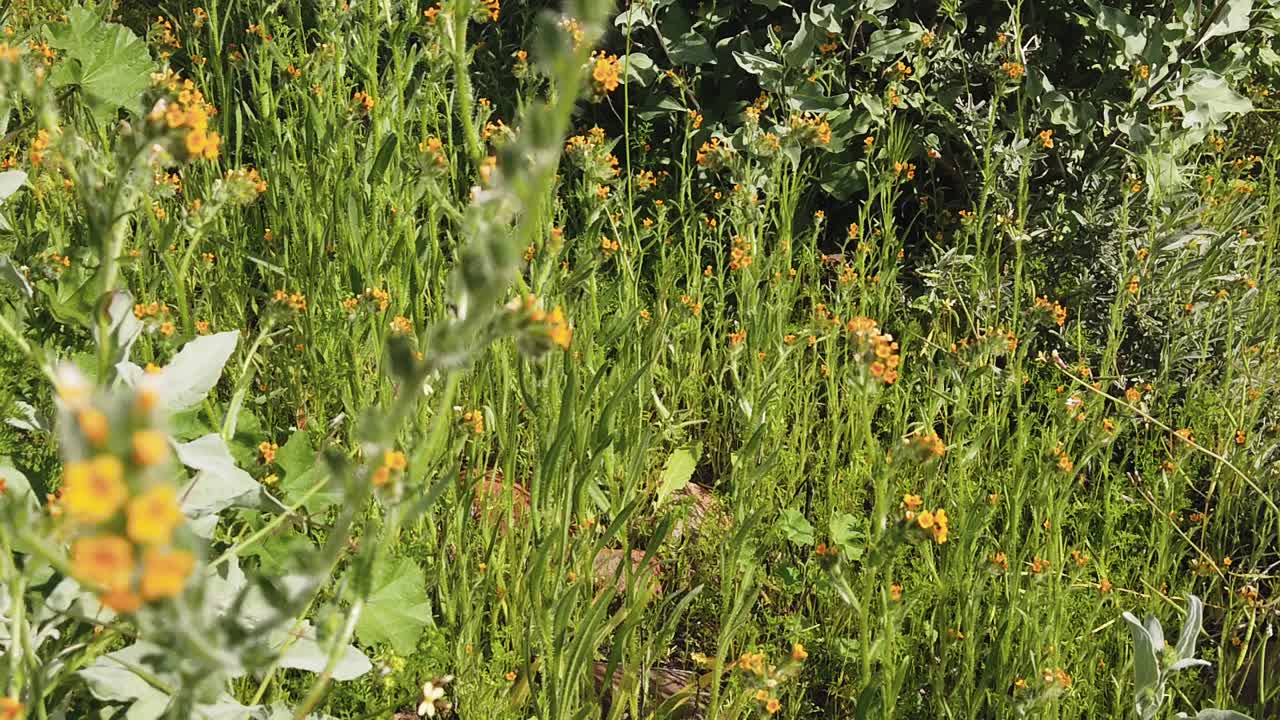 Rack focus from close-up Fiddlerhead blooms to a background of a field of Fiddlerhead blooms, Apache Wash, Trailhead, Sonoran Preserve, Phoenix, Arizona.