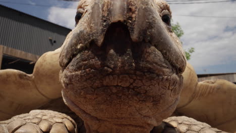 Afrikanische-Riesenschildkröte-In-Gefangenschaft,-Nahaufnahme