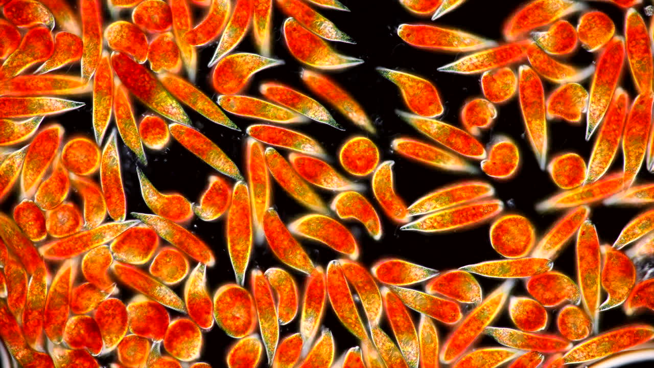 Vista microscopica di alghe o protisti