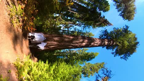 Zwei-Wanderer-Tragen-Geisterkostüme-Und-Machen-Einen-Trend-Im-Wald-Von-Oregon
