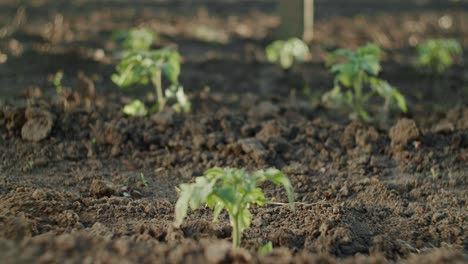 Young-tomato-plants-growing-in-the-dirt-field