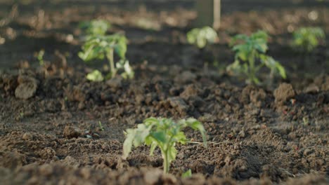 young tomato plants growing in the dirt field