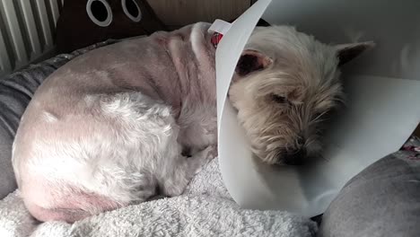 shaved dog laying in the basket with dog cone around its neck