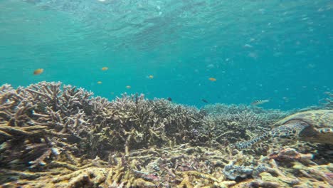 una tortuga de mar nado sobre un arrecife de coral cuando un pequeño pez negro muerde sus ojos