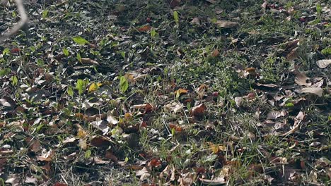 dark leaves lie on green grass and tremble slightly in wind