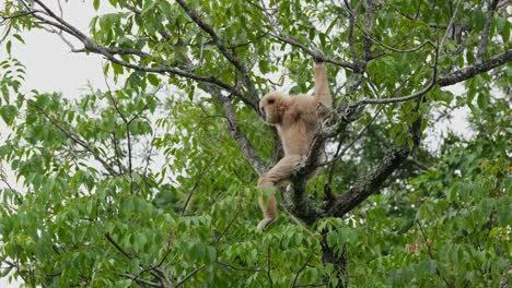 Sitting-on-the-top-branches-of-a-tree,-the-white-handed-gibbon-is-looking-down-and-observing-its-surroundings,-inside-Khao-Yai-National-Park,-Thailand