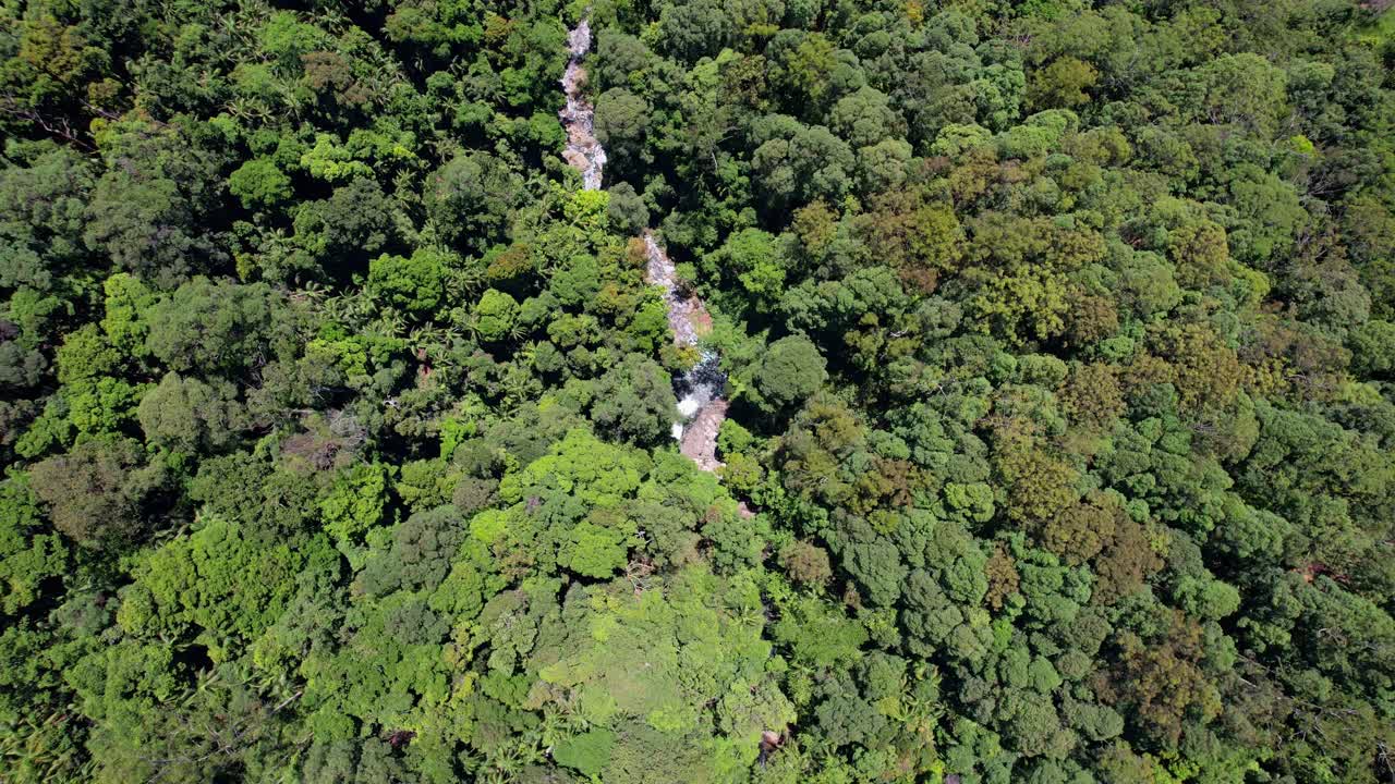 vista de pájaro sobre el verde bosque tropical y la cascada en el valle de currumbin, queensland, australia - toma de dron