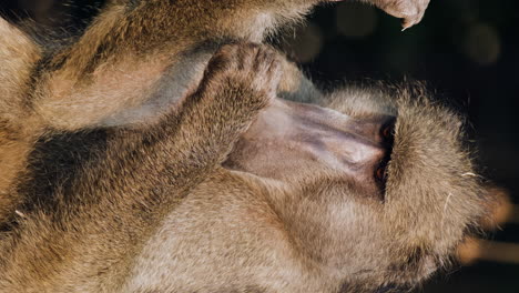 closeup of baboon monkey looking for lice on its arm