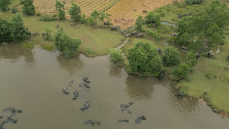 물 버팔로 (water buffalo) 는 베트남 랑코 (lang co) 의 지역 농장에서 자유롭게 돌아다닌다.