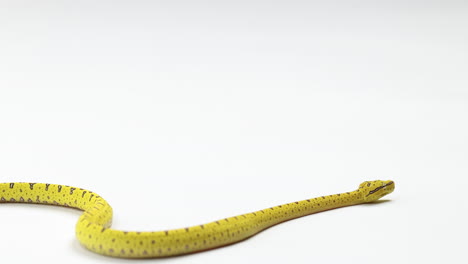 yellow green tree python slowly moves across frame hissing - isolated on white