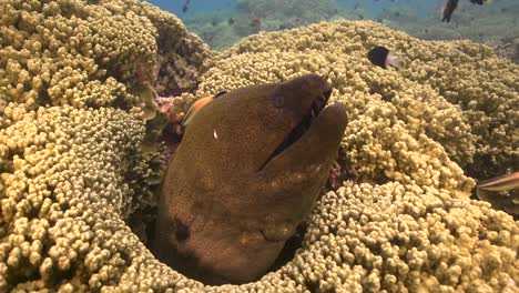 primer plano de una anguila moray gigante está siendo limpiada por un pez limpiador en un arrecife de coral tropical