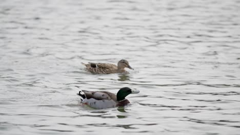 slow motion shot with focus pull on two ducks swimming on the lake