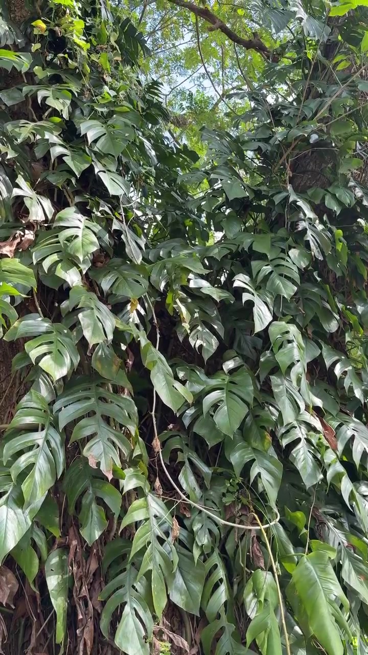 Rigogliose foglie di Monstera che si arrampicano su un tronco d'albero in una foresta tropicale.