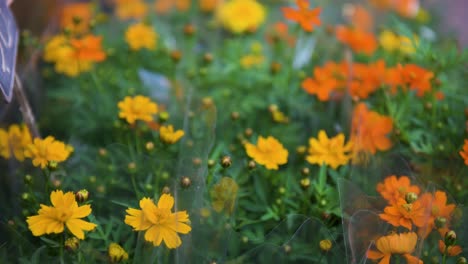 native to mexico, the yellow and orange cosmos sulphureus flowering plants are also known as sulfur cosmos and yellow cosmos, it's seen for sale at a flower market in hong kong