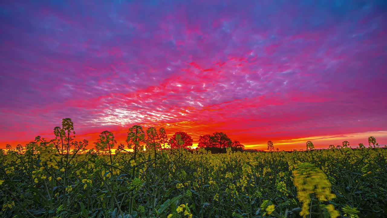 disparo de un hermoso campo de colza en flor con la puesta de sol en el fondo en timelapse durante la noche