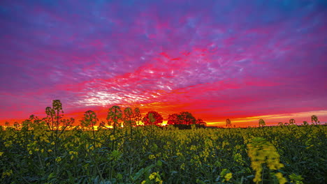 Aufnahme-Eines-Wunderschönen-Blühenden-Rapsfeldes-Mit-Untergehender-Sonne-Im-Hintergrund-Im-Zeitraffer-Am-Abend