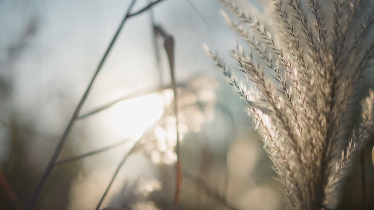 Closeup shimmering reed in sunset glow, fine filaments glowing against soft bokeh, intimate lowangle perspective, subtle movement from breeze, delicate texture and warm luminosity, suitable