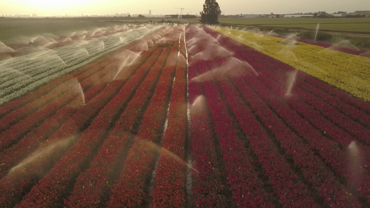 Campo di fiori colorati con sistema di irrigazione