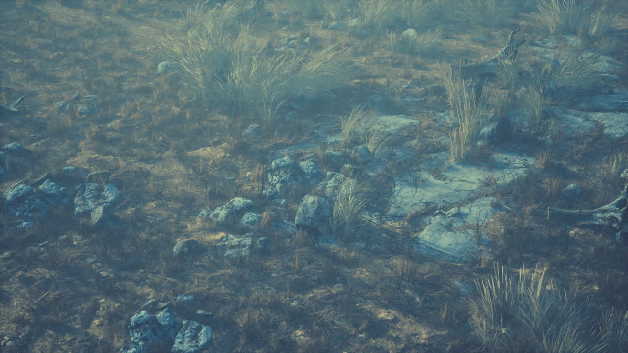 dry grass and rocks landscape