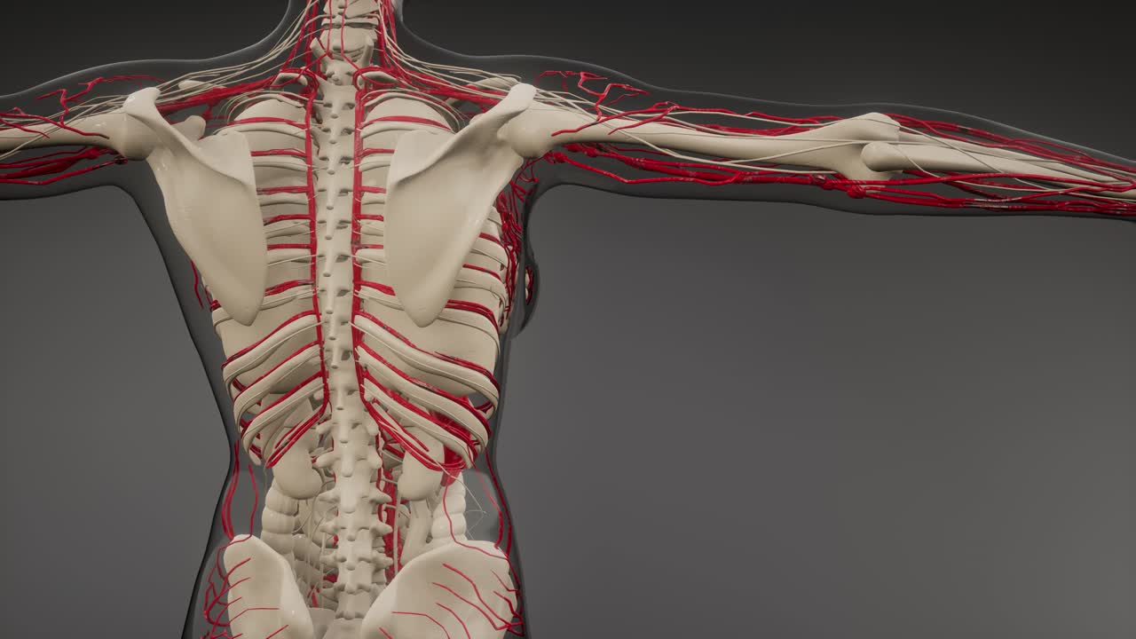 vasos sanguíneos del cuerpo humano