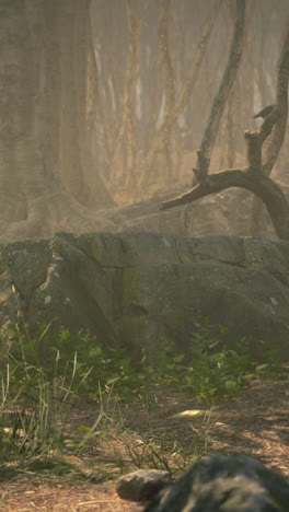 misty forest path with ancient stone