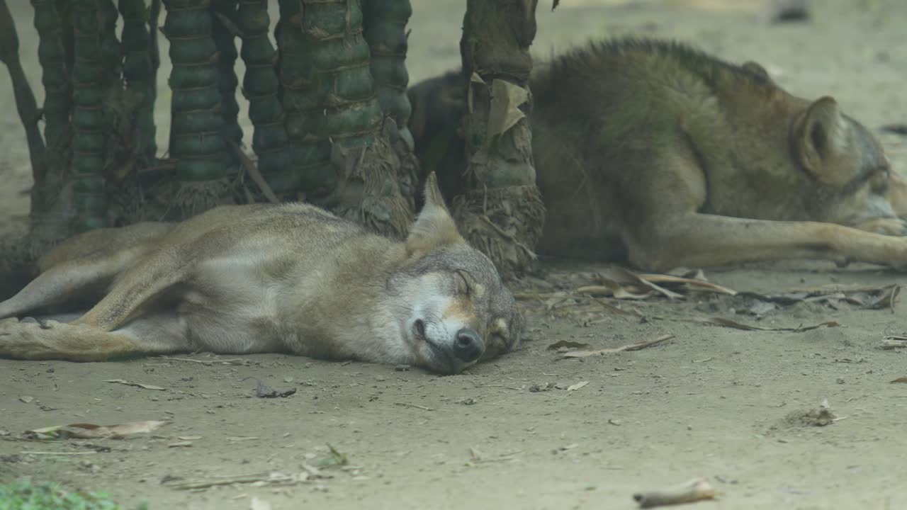 Il lupo grigio indiano nello zoo