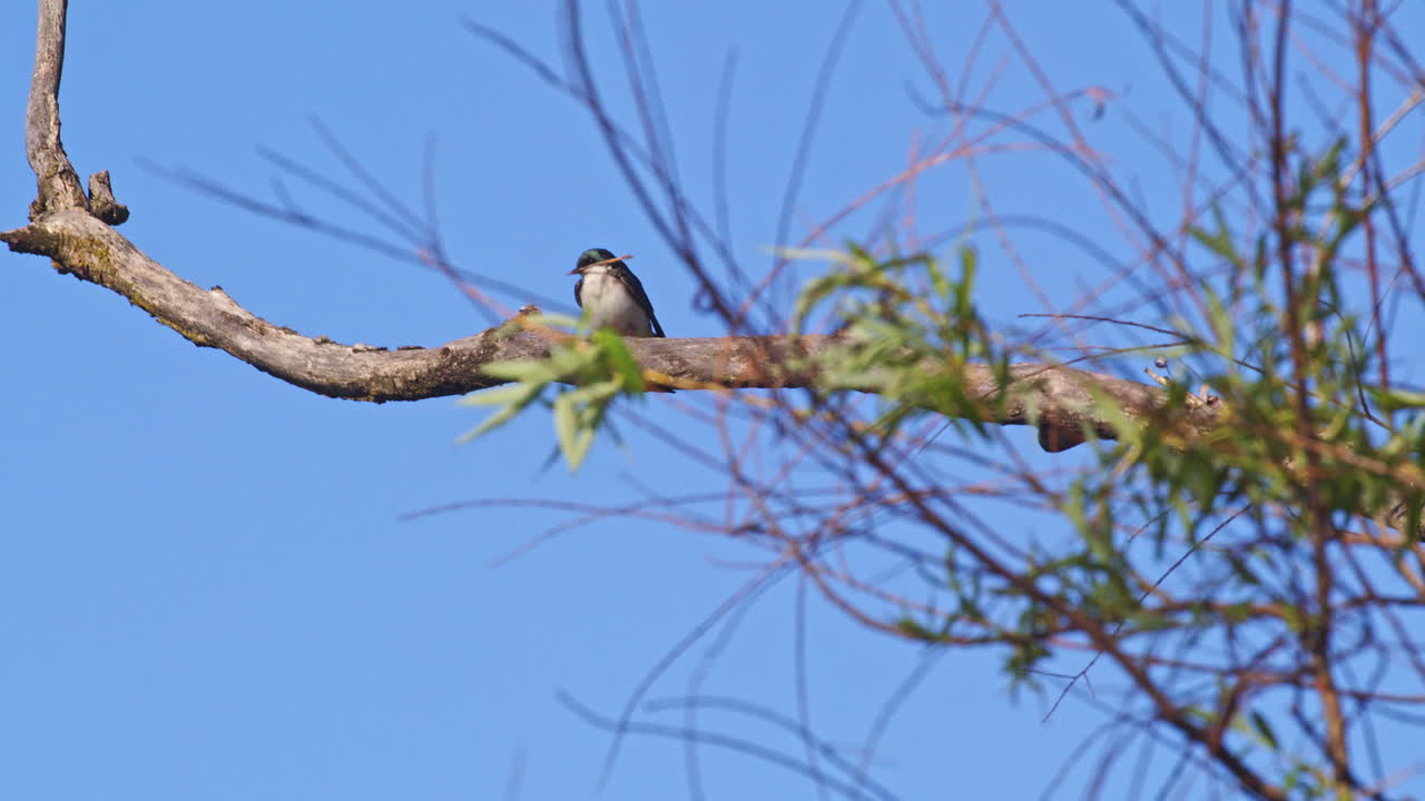 Cinematic slow motion footage of purple martin birds displaying aerial acrobatics during mating season