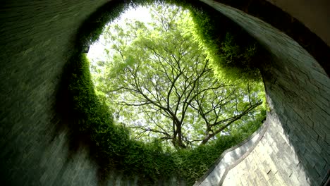 tree on underground staircase at park