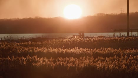 Sun-sets-over-water,-trees,-grasses,-and-weeds,-telephoto-golden-hour-landscape-shot-at-Fort-McHenry,-Baltimore