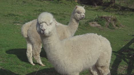 Alpacas-Pastando-En-Un-Campo-Verde-En-Cornualles,-Reino-Unido