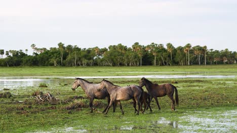 Una-Manada-De-Caballos-Salvajes-Comiendo-Hierba-En-Argentina