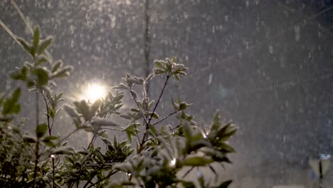 snow falling with green bush in foreground and lampost in the background