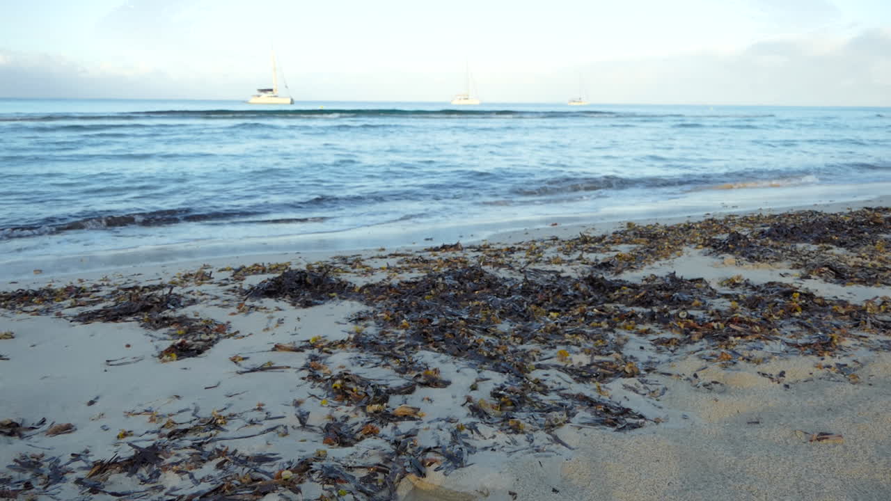 지중해 해변의 모래 위에 새벽 파도에 의해 대량으로 던져진 죽은 포시도니아 해초
