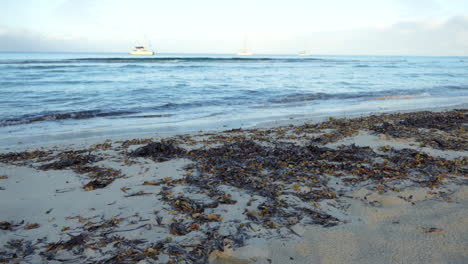 dead posidonia seaweed thrown up in quantity by the waves at dawn on the sand of a beach in the mediterranean sea