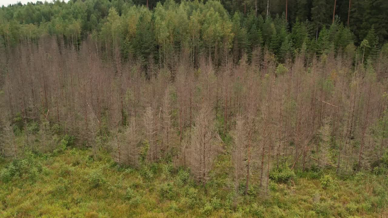 A winding river cuts through a dense green forest, creating a natural path through lush trees and meadows in a serene, untouched landscape