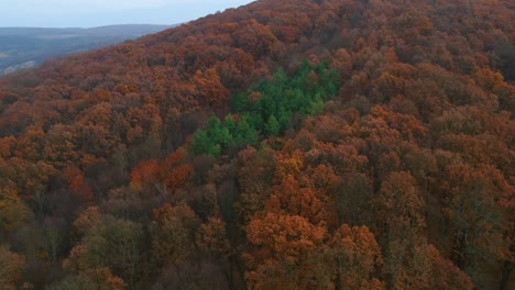 Drohnenaufnahmen-Des-Waldes-Im-Herbst