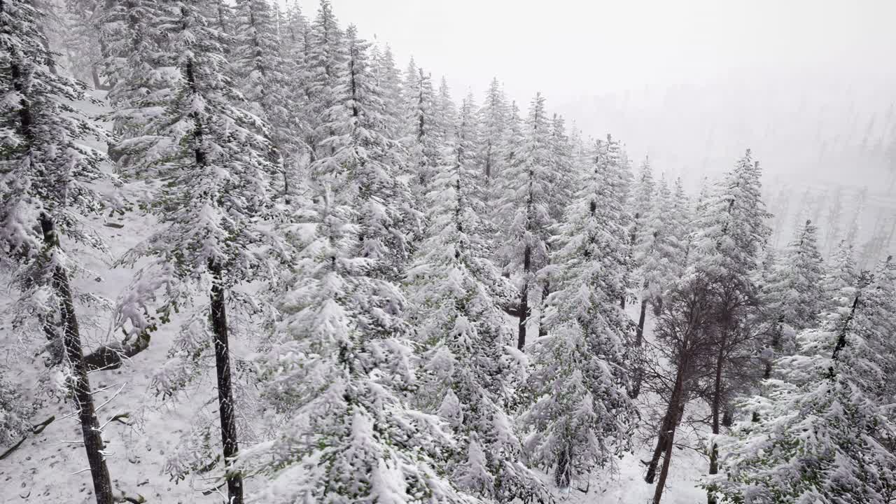 vuelo sobre el bosque de invierno