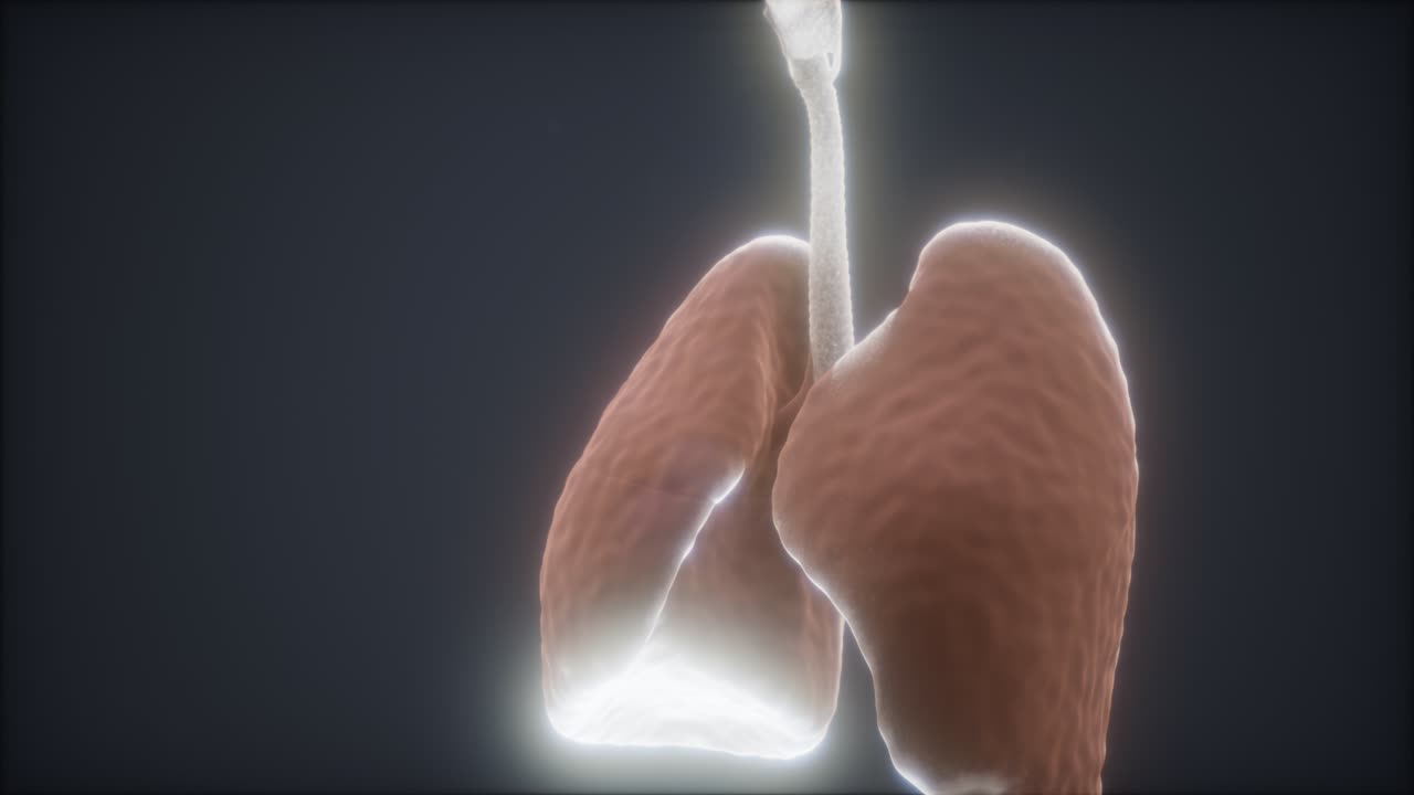 animación en 3d de los pulmones humanos