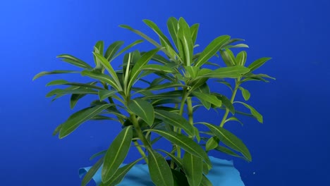 leafy green plant in breeze on bluescreen