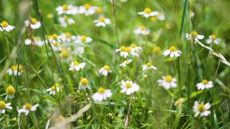 close-up of chamomile flowers in green grass