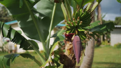 Un-Racimo-Inmaduro-De-Plátanos-Con-Un-Gran-Botón-Floral-En-Un-árbol