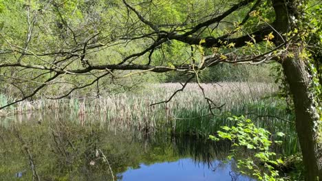 Una-Escena-Tranquila-En-Una-Pequeña-Piscina-En-Woodland,-Inglaterra,-Reino-Unido