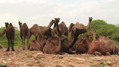 Camels-at-the-Pushkar-Fair,-also-called-the-Pushkar-Camel-Fair-or-locally-as-Kartik-Mela-is-an-annual-multi-day-livestock-fair-and-cultural-held-in-the-town-of-Pushkar-Rajasthan,-India.