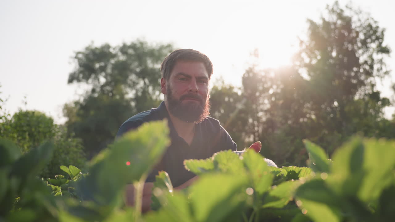 Close up of strawberry leaf backlit by sunlight glow as gardener harvest and eats ripe fruit from foliage in sunlit garden bed, focusing on hand movement, dewy texture and warm atmosphere