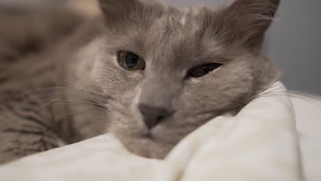gato nebelung soñoliento y perezoso acostado en la cama mirando al espectador que se mueve fuera de foco